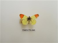 藏品(外國蝴蝶)的圖片